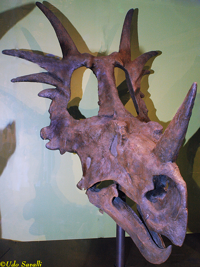 Styracosaurus