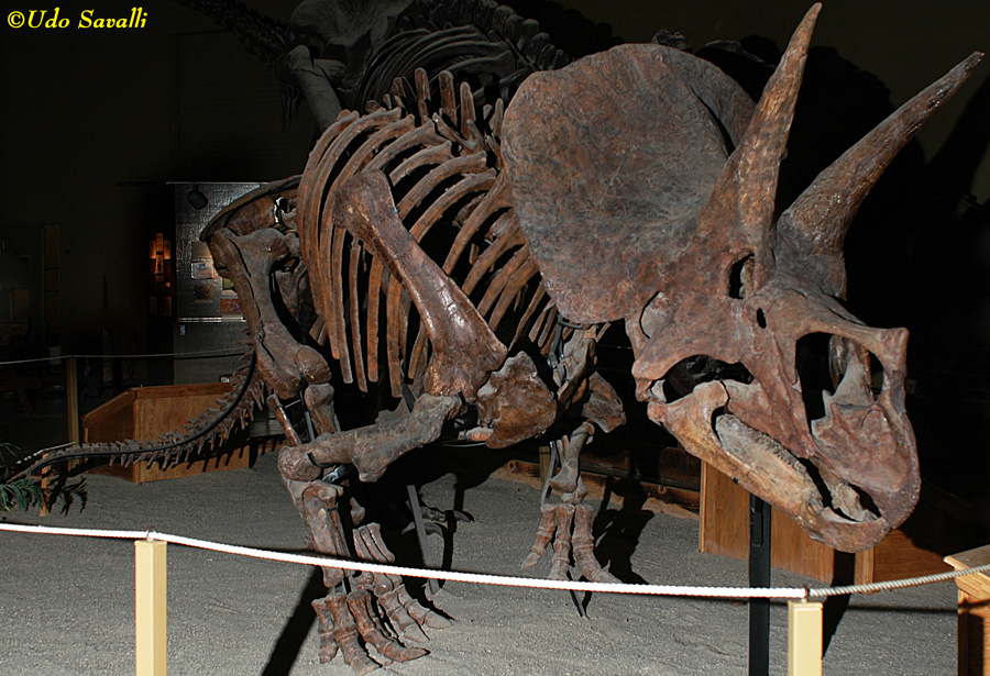 Triceratops horridus