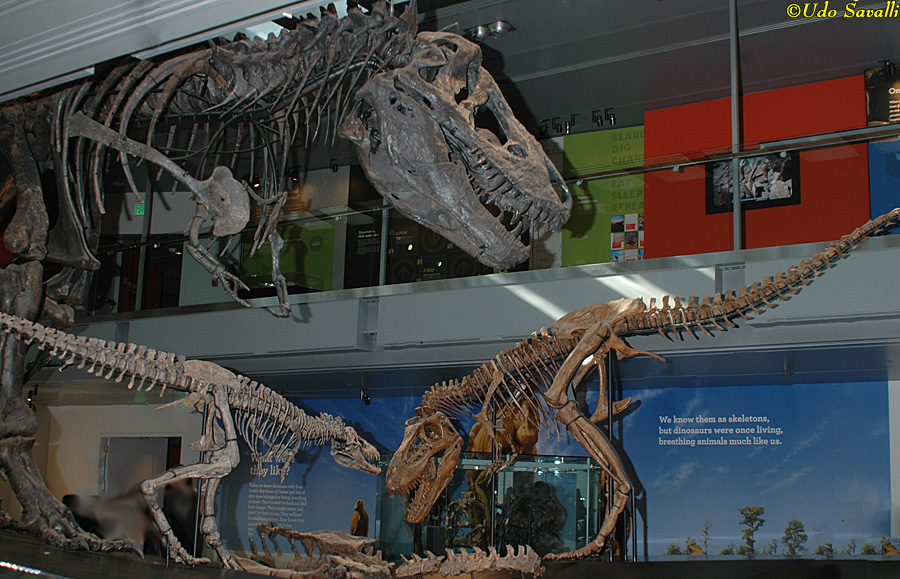 Tyrannosaurus juvs & adult