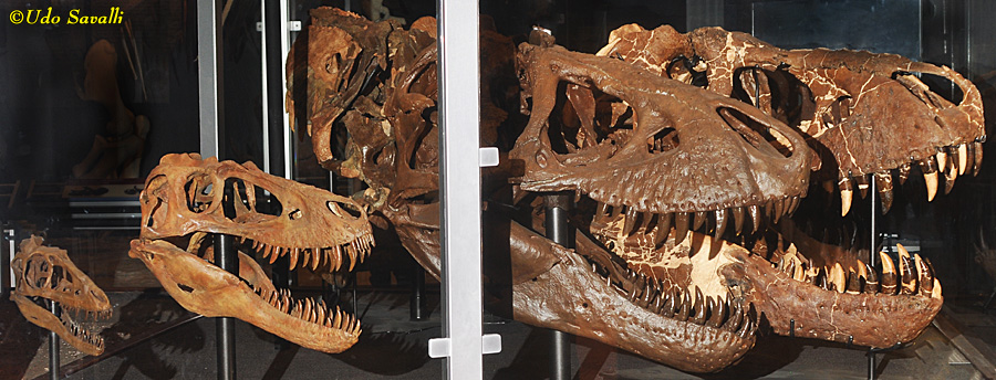 Tyrannosaurus skull growth