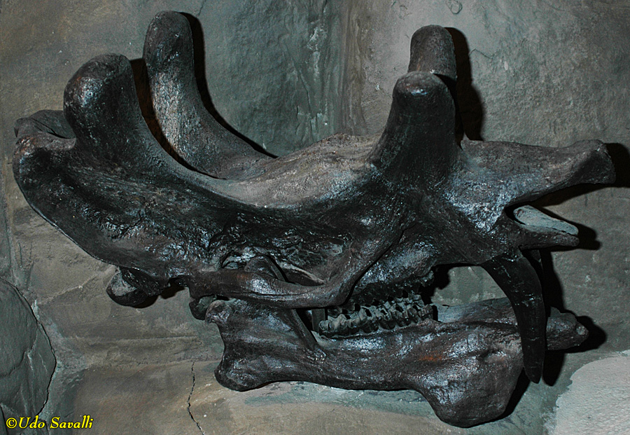 Uintatherium