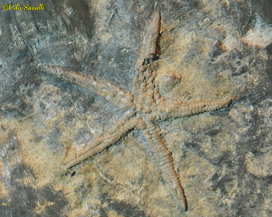 Urasterella sea star