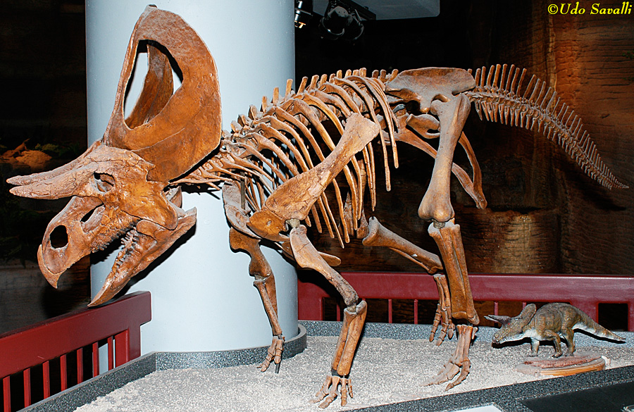 Zuniceratops