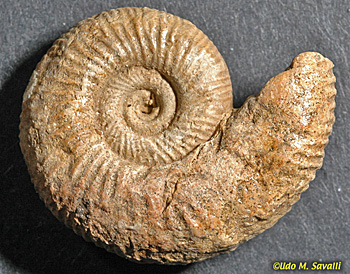 Ammonite