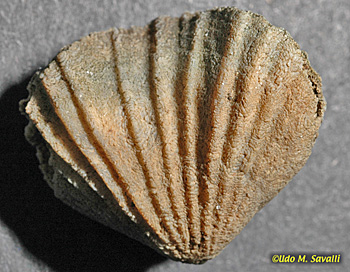 brachiopods