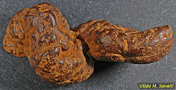 coprolite