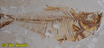 fish fossil