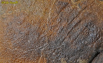 Edmontosaurus Skin