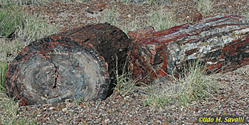 petrified trees