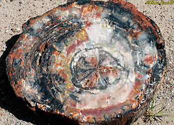 Petrified wood in situ