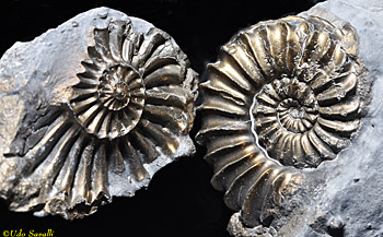 ammonite colony