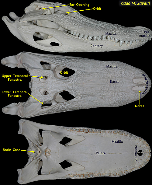 gator skull