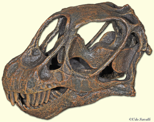 Camarasaurus skull