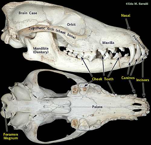 jackal skull