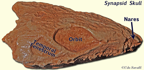 synapsid skull