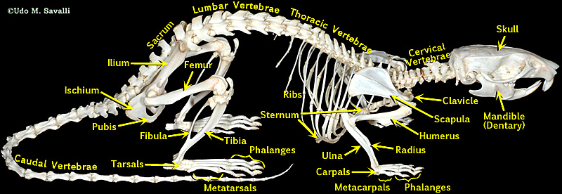 rat skeleton