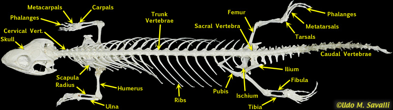 skink skeleton