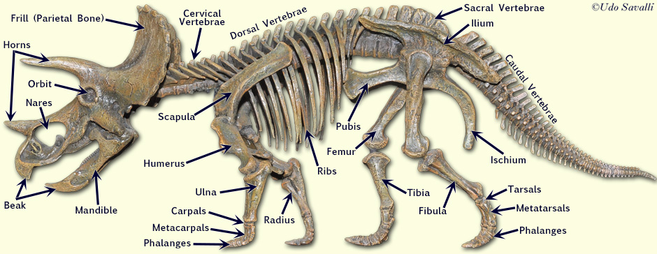 Triceratops skeleton