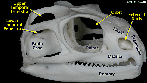 tuatara skull