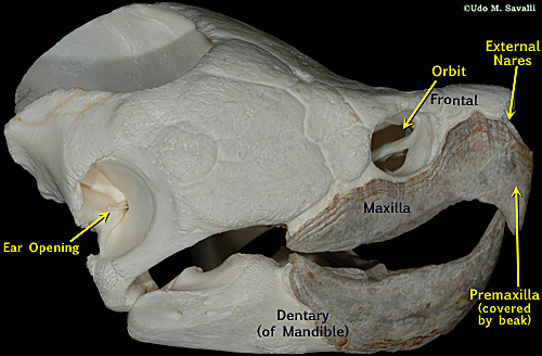 turtle skull