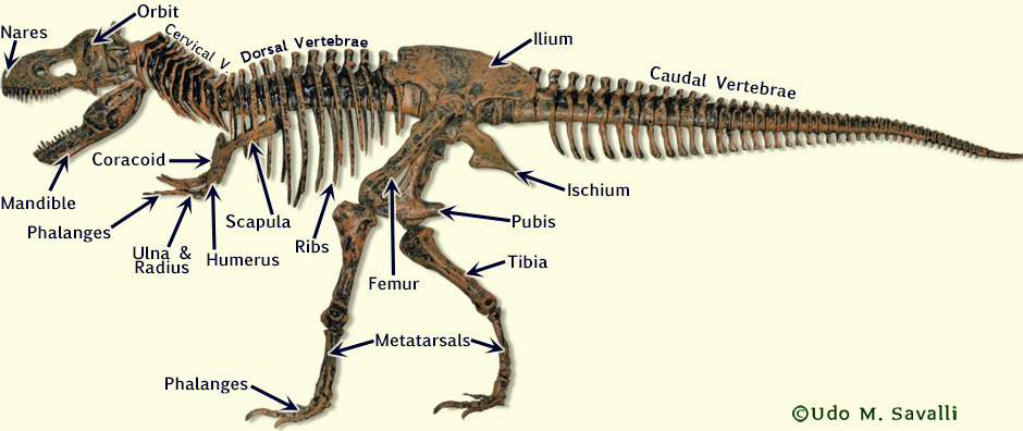 T.rex skeleton