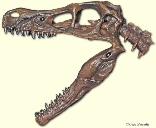 Velociraptor skull