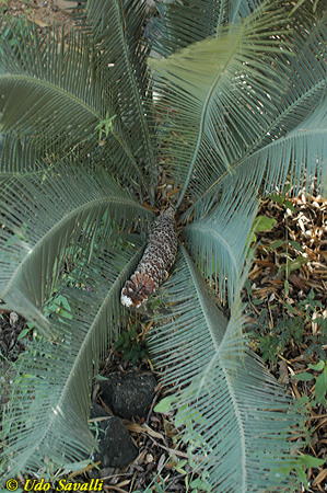 Cycad