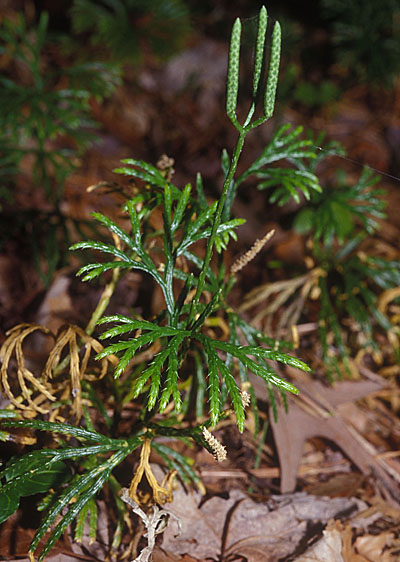 ground cedar