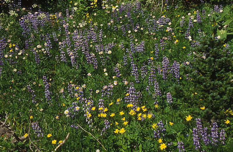 Wildflowers