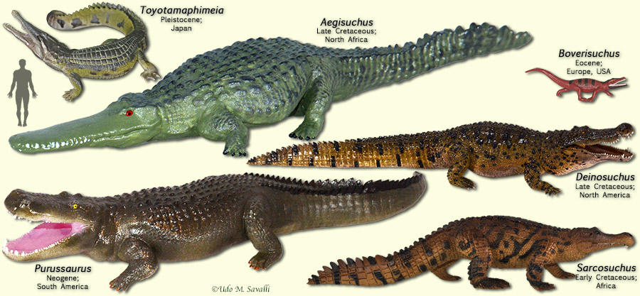 Neosuchians