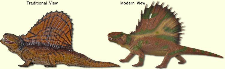 changes in Dimetrodon