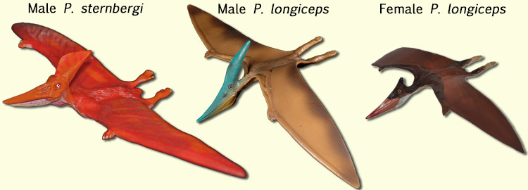 changes in Dimetrodon