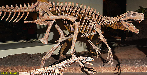 Herrerasaurus fossil