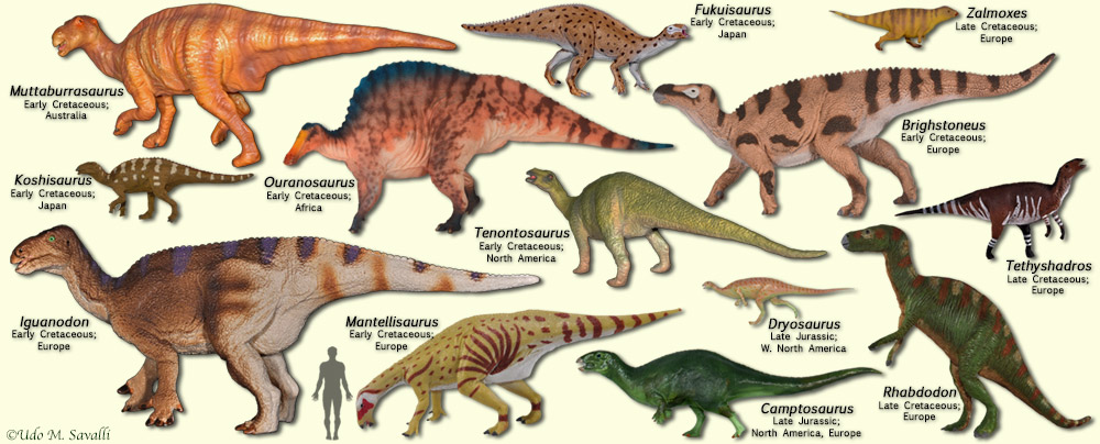 Iguanodontoids