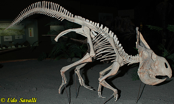 Protoceratops fossil