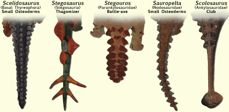 changes in Stegosaurus