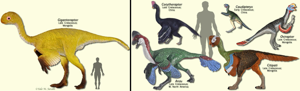 Oviraptors