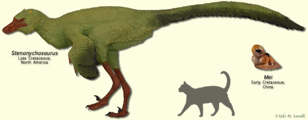 Troodontids