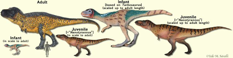 juv & adult Tyrannosaurus