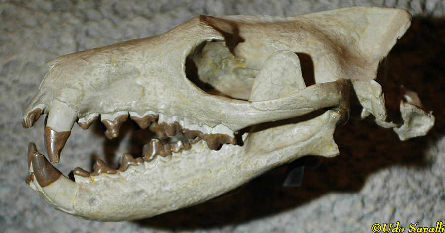 Hyaenodon