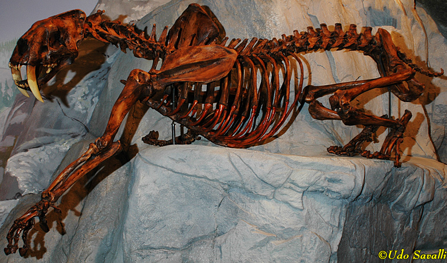 Smilodon