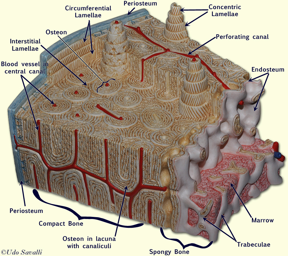 Bone Model Label