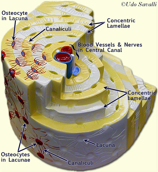 Osteon Model label