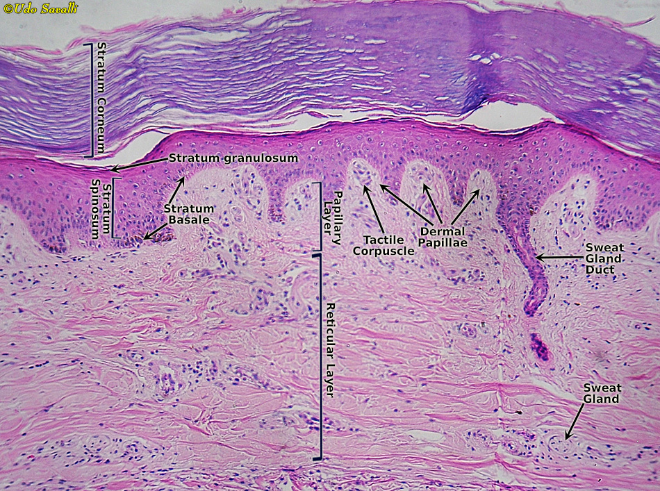 Skin labeled