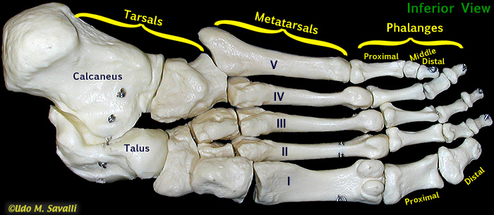 Foot bones, inferior view unlabeled