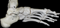 foot bones