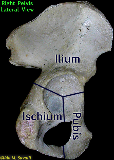 os coxa bones