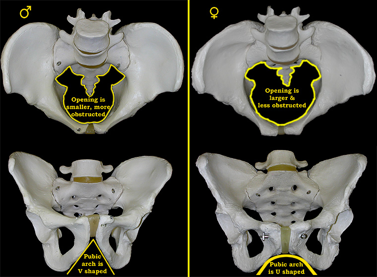 Pelvis sex differences