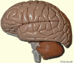 human brain