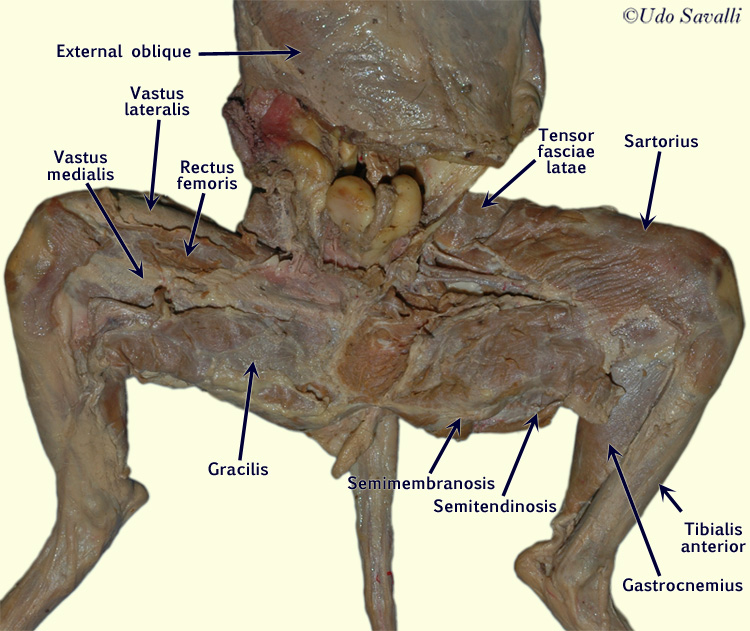 Cat anatomy. Анатомия кошек Ветеринария внутренних органов. Анатомия кошек Ветеринария скелет. Анатомия кошки мышцы,кости. Строение скелета кота и расположение внутренних органов.